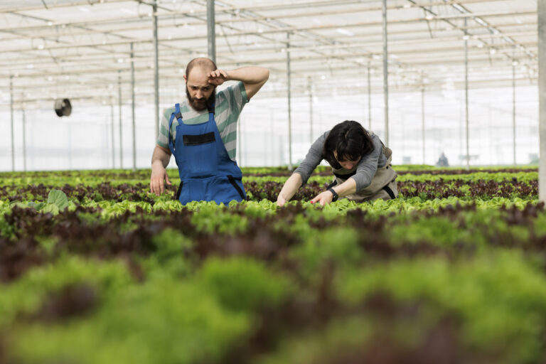 Exhausted teamworking farmers working hard to maximize naturally grown certified organic nutritious bio vegan food crop harvest yields. Entrepreneurial non gmo certified organic greenhouse
