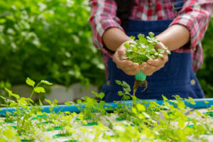 Hydroponics system, planting vegetables and herbs without using soil for health, Modern food and agricultural design concepts.